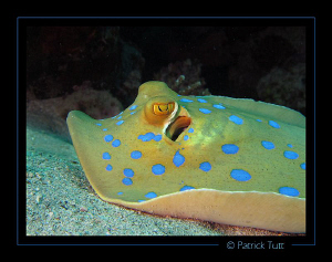 Bluespotted ribbontail ray in Marsa Shuni - Egypt - Canon... by Patrick Tutt 